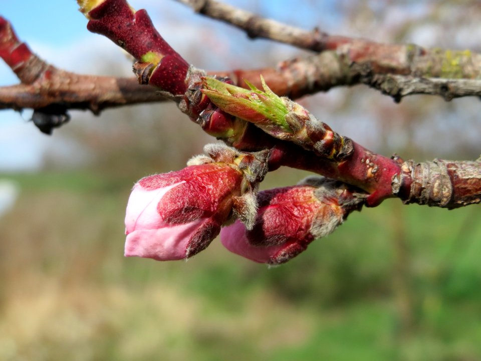 20150405Prunus_dulcis3