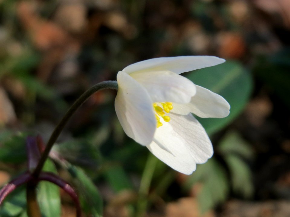 20150322Anemone_nemorosa1