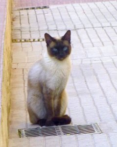 2015_Campo_de_Criptana_2