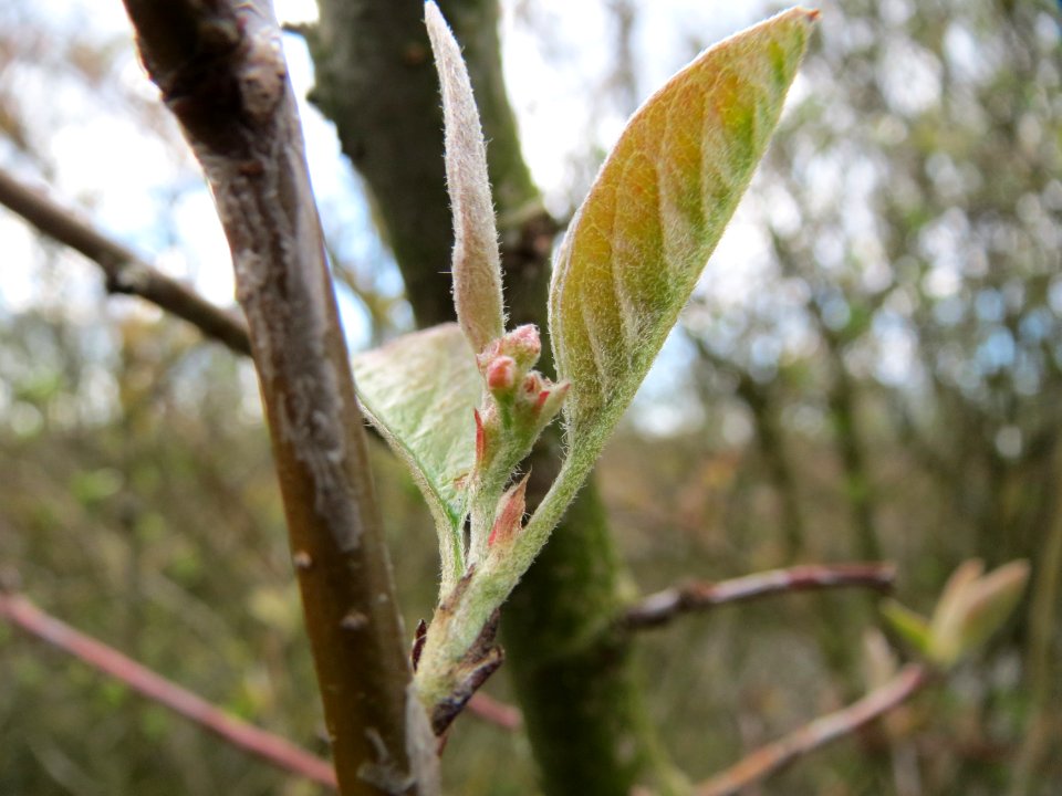 20150405Lonicera_xylosteum3