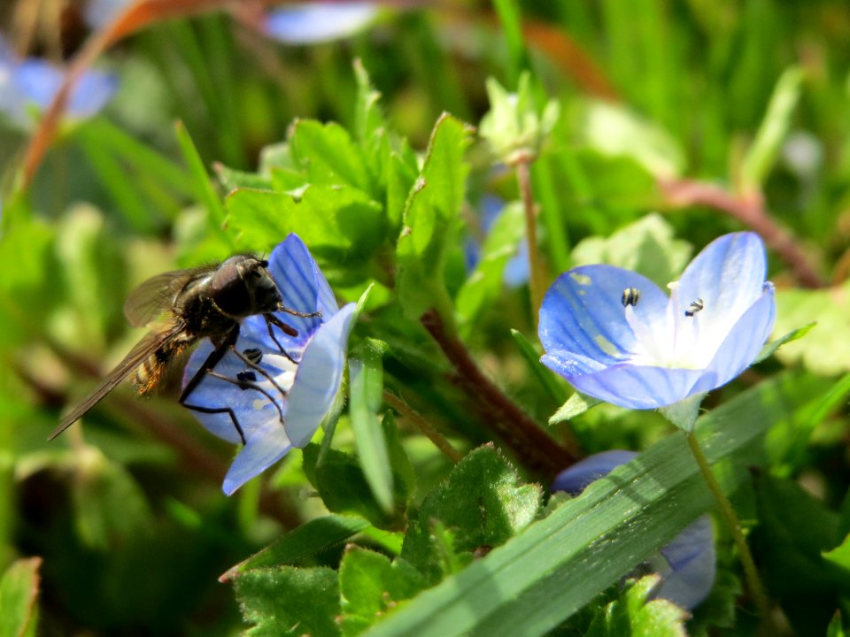 20150403Veronica_persica4