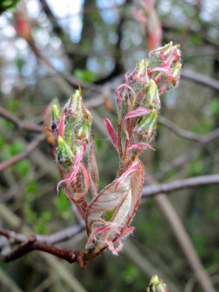 20150405Amelanchier_lamarckii4