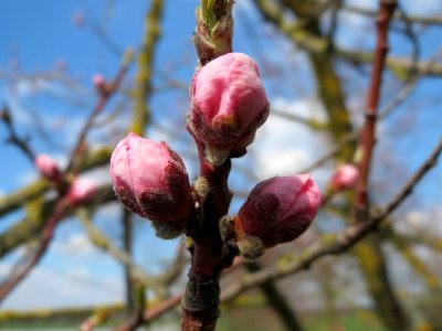 20150405Prunus_dulcis2