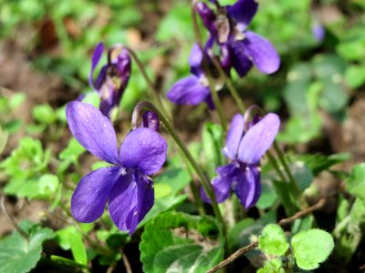 20150403Viola_odorata3