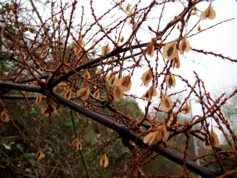 20150101Reynoutria_japonica1