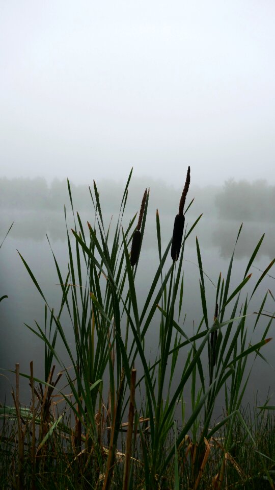 Water lake pond