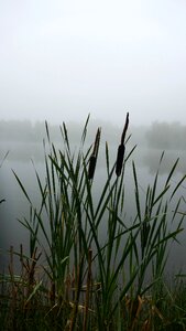 Water lake pond photo