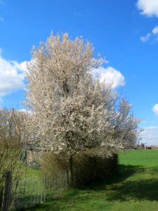 20150405Prunus_cerasifera1
