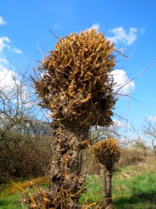 20150405Salix_alba1