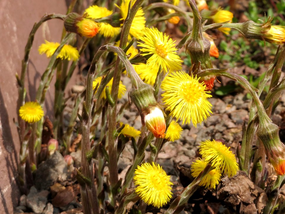 20150324Tussilago_farfara2
