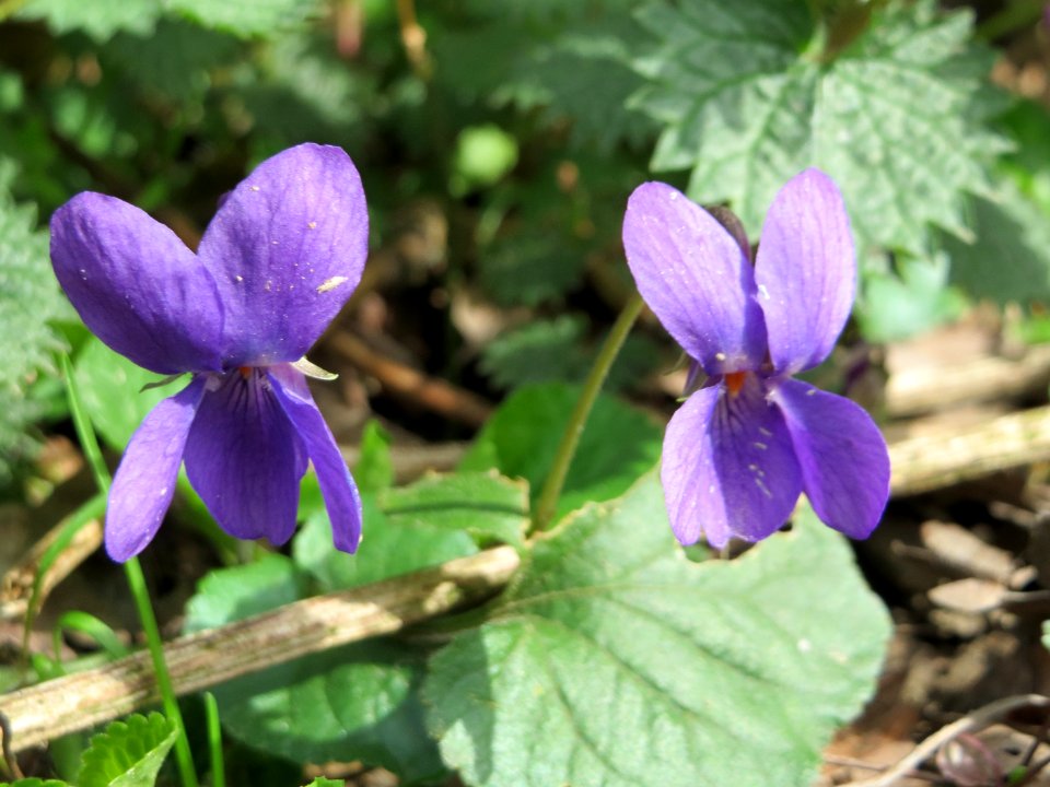 20150403Viola_odorata1