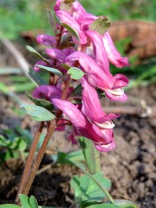 20150327Corydalis_solida2