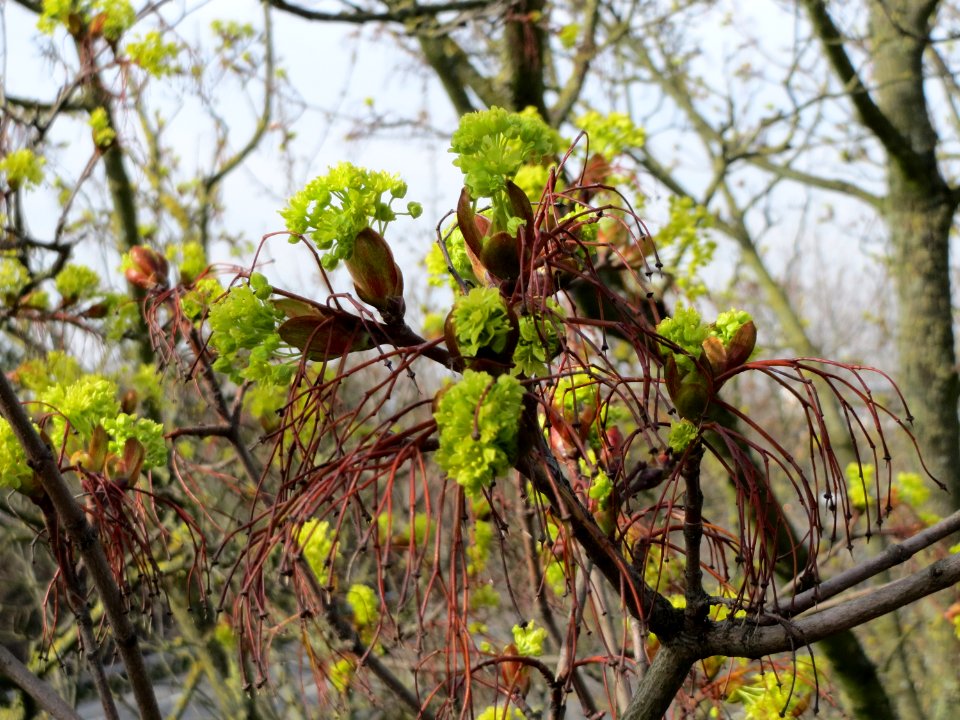 20150407Acer_platanoides1