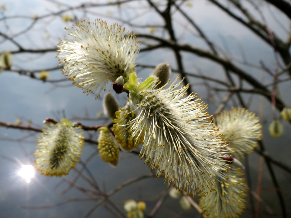 20150324Salix_caprea1