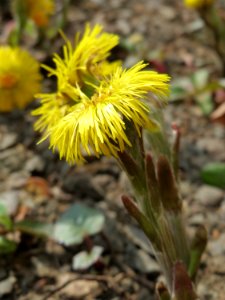 20150324Tussilago_farfara7