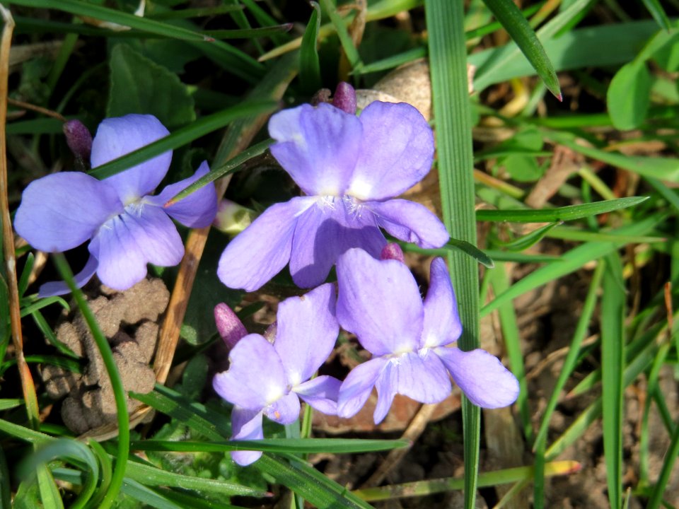 20150324Viola_odorata1