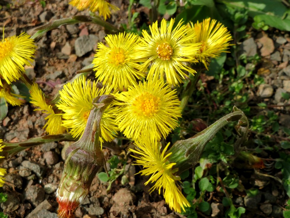 20150324Tussilago_farfara5
