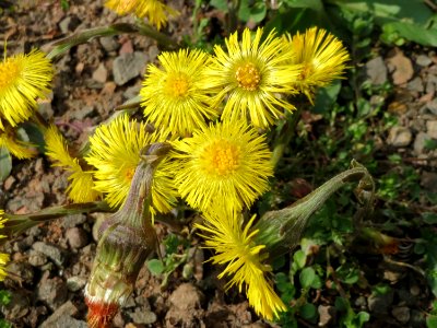 20150324Tussilago_farfara5