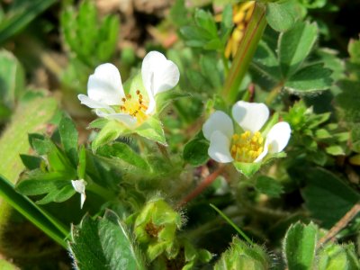 20150324Potentilla_sterilis2
