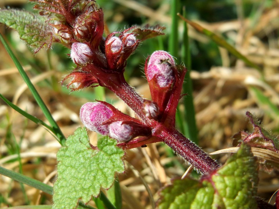 20150327Lamium_maculatum1