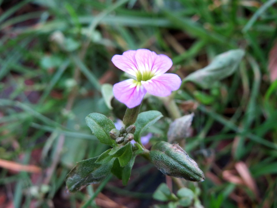 20150104Erysimum_cheiri1