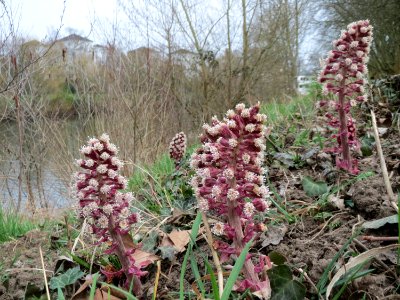 20150328Petasites_hybridus1
