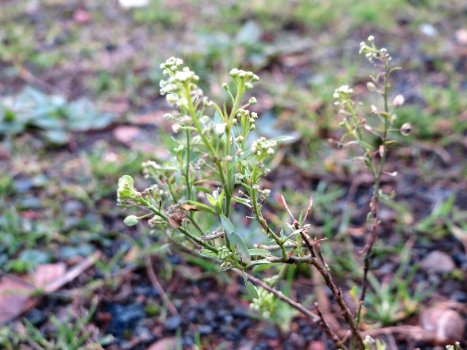 20150104Lepidium_virginicum2