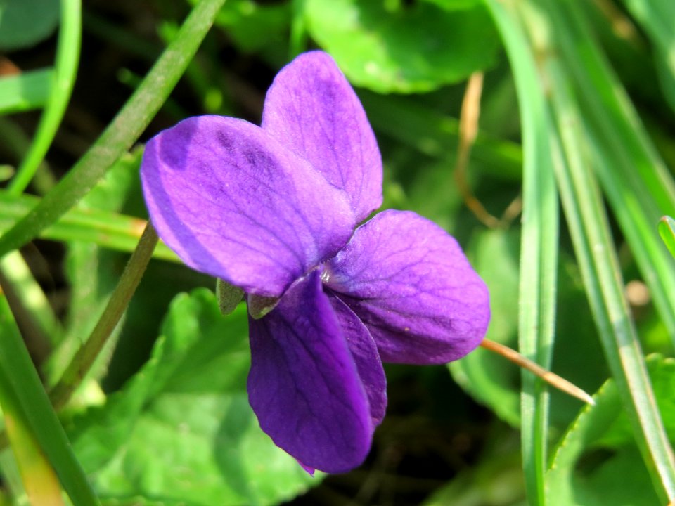 20150324Viola_odorata2