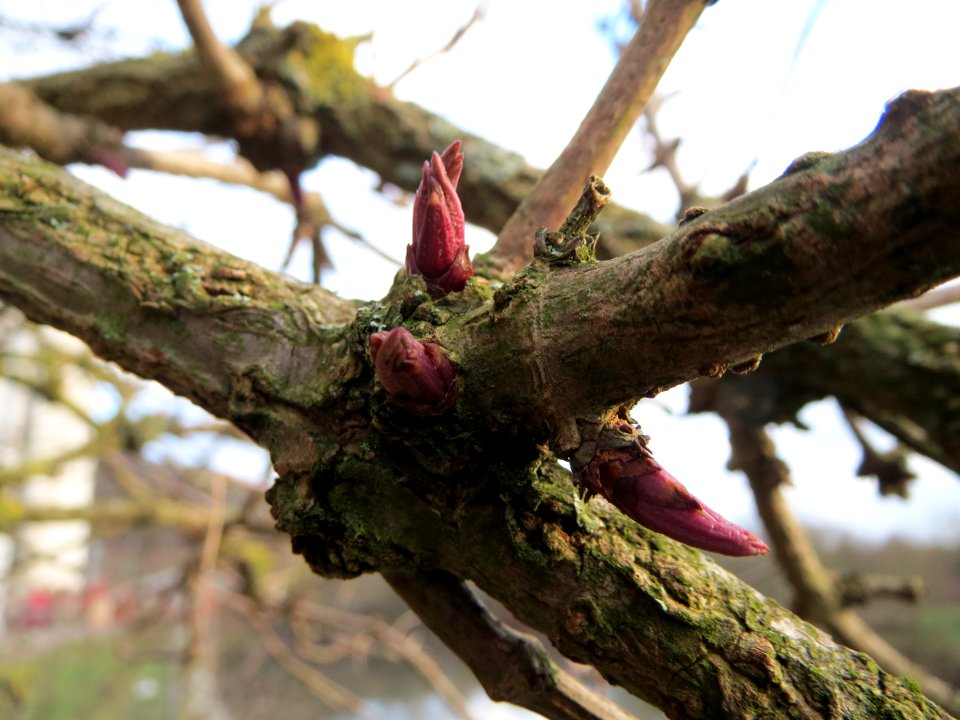 20150104Sambucus_nigra2