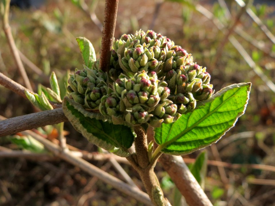 20150327Viburnum_lantana1