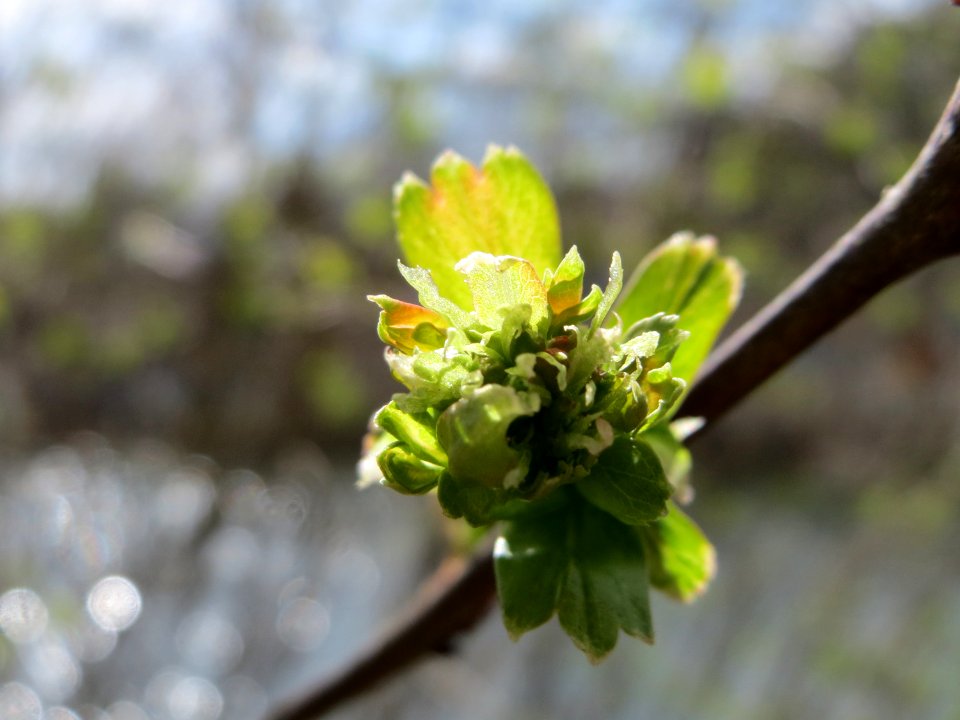 20150327Crataegus_monogyna1