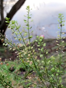 20150104Lepidium_virginicum3