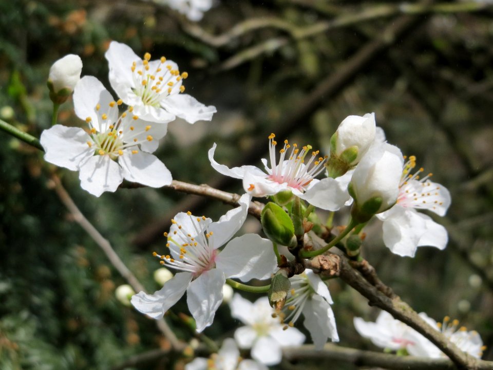 20150327Prunus_cerasifera1