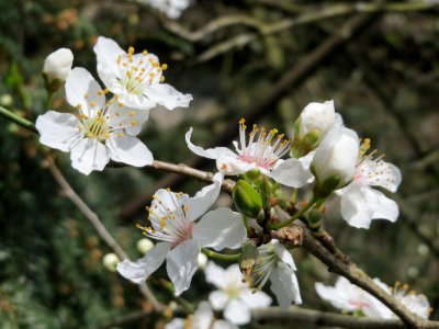 20150327Prunus_cerasifera1