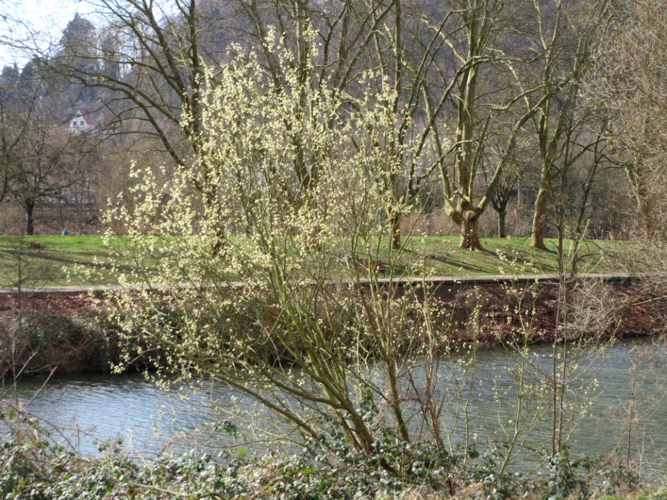 20150327Salix_caprea2