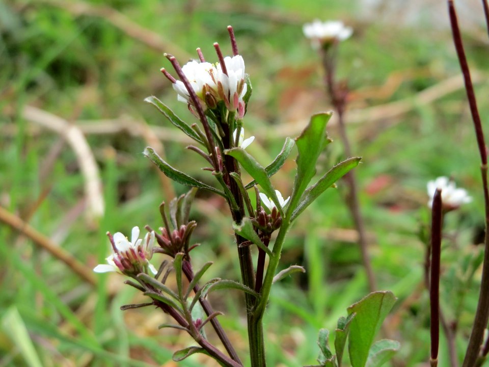 20150328Cardamine_hirsuta