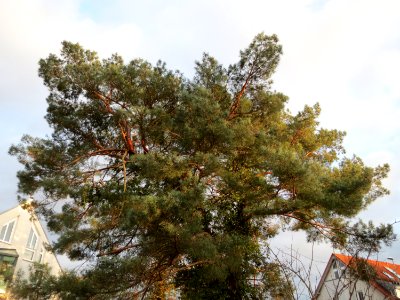 20150111Pinus_sylvestris