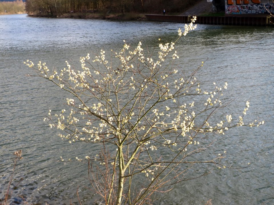 20150327Salix_caprea1
