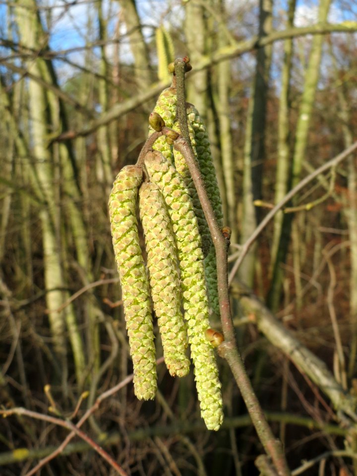20150111Corylus_avellana3