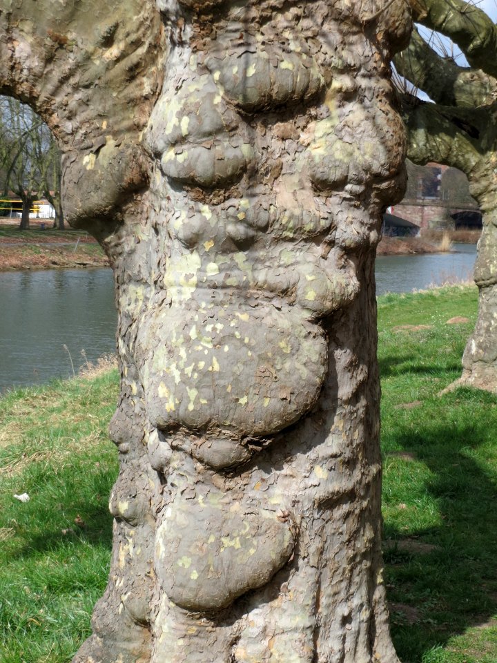 20150327Platanus_x_hispanica1