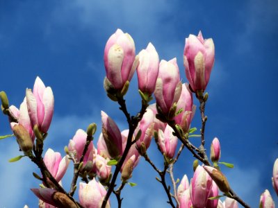20150401Magnolia_x_soulangeana3