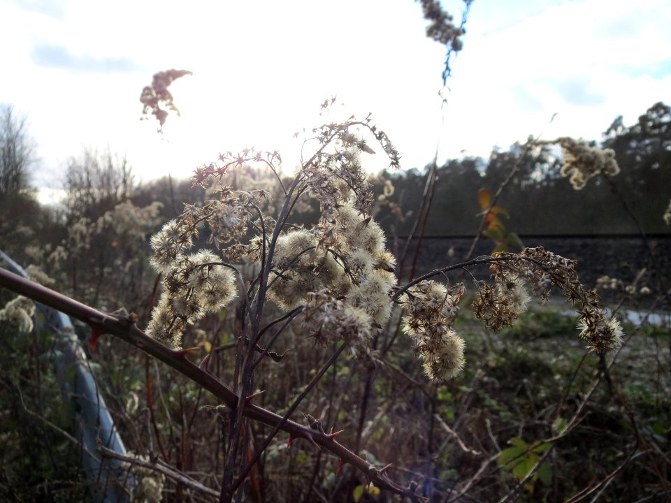 20150111Solidago_canadensis1