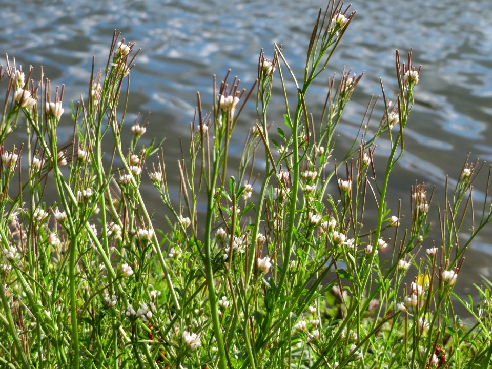 20150327Cardamine_hirsuta