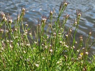 20150327Cardamine_hirsuta