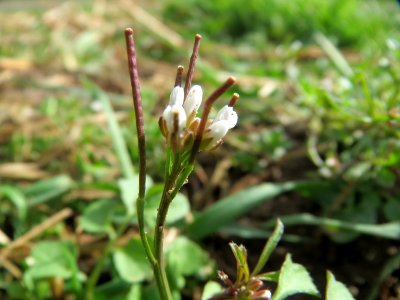 20150402Cardamine_hirsuta