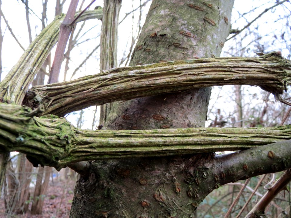 20150104Clematis_vitalba1