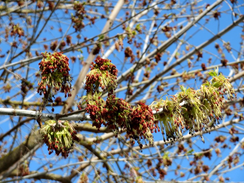 20150402Acer_negundo