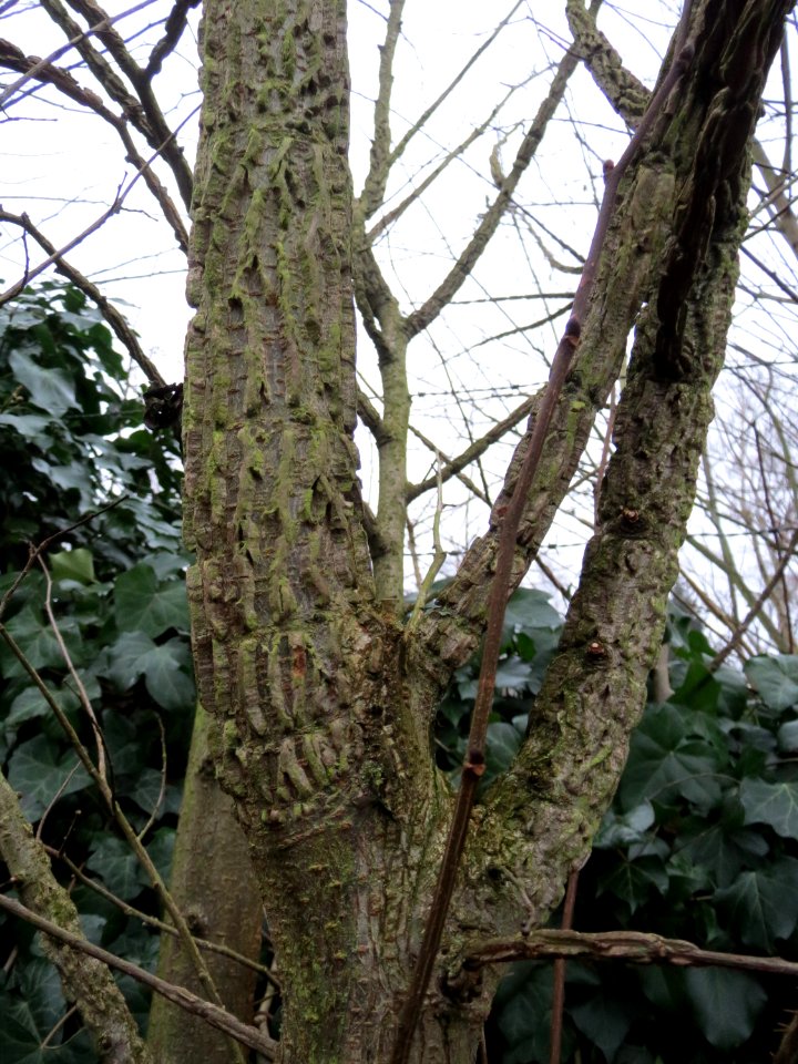 20150101Ulmus_minor1