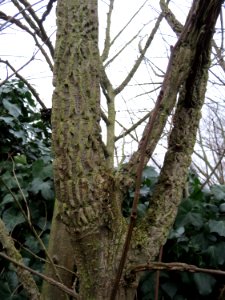 20150101Ulmus_minor1