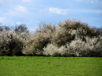 20150402Prunus_cerasifera1